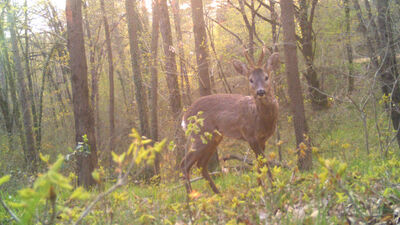 İlk kez görüntülendi... "Varlığını biliyorduk ama..."