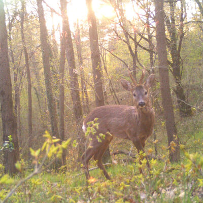 İlk kez görüntülendi... "Varlığını biliyorduk ama..."