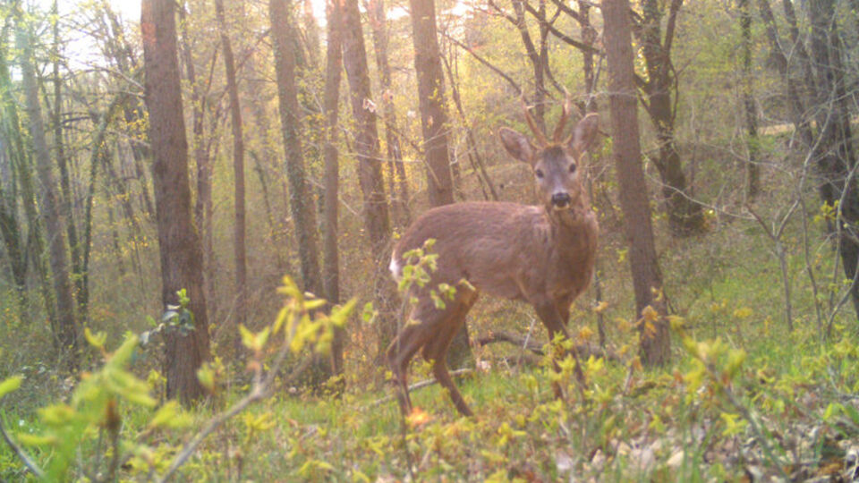 İlk kez görüntülendi... "Varlığını biliyorduk ama..."