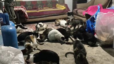 30 kedi için ardiyeyi sıcak yuvaya dönüştürdüler