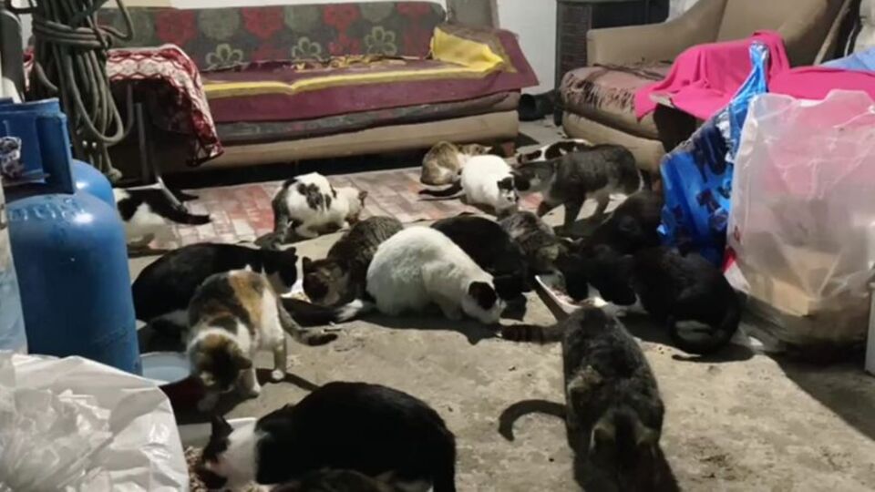 30 kedi için ardiyeyi sıcak yuvaya dönüştürdüler