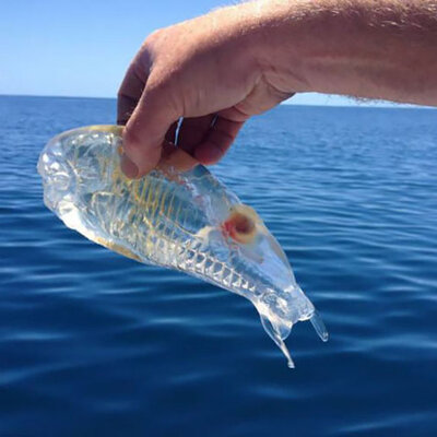 Sahilde buldu, şaşkına döndü