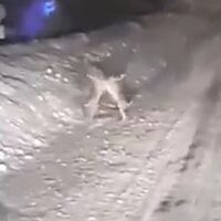 Karla kaplı yolda tavşanların kavgası kamerada!