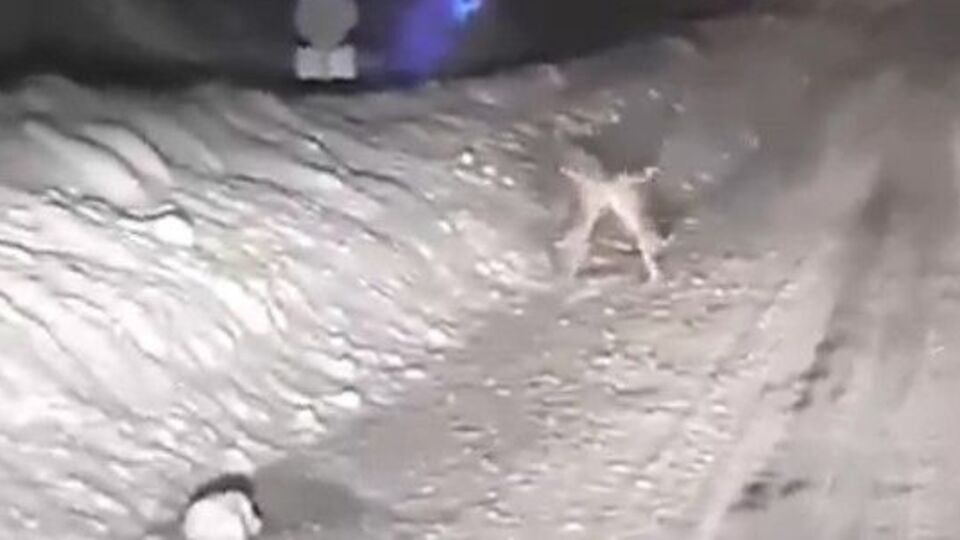 Karla kaplı yolda tavşanların kavgası kamerada!