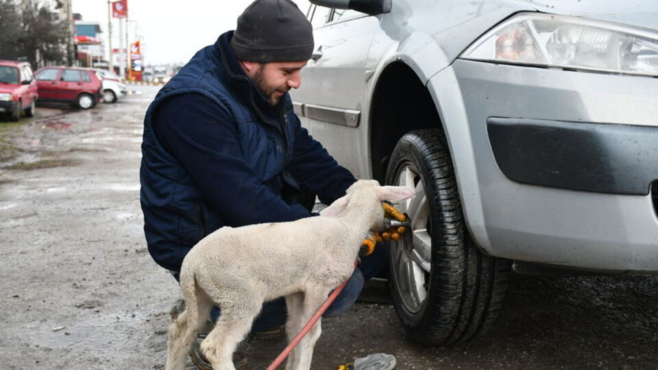 Lastik tamirhanesinin maskotu oldu
