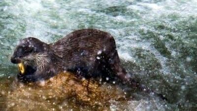 Yiyecek ararken görüntülendiler