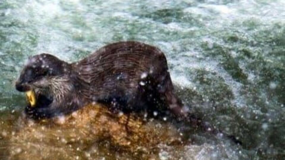 Yiyecek ararken görüntülendiler