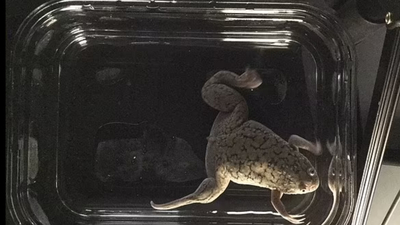 Kurbağanın kopan uzvunu yeniden büyüttüler!