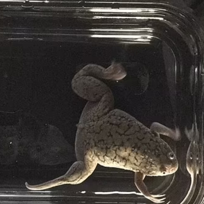 Kurbağanın kopan uzvunu yeniden büyüttüler!