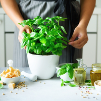 Reyhan bitkisinin faydaları