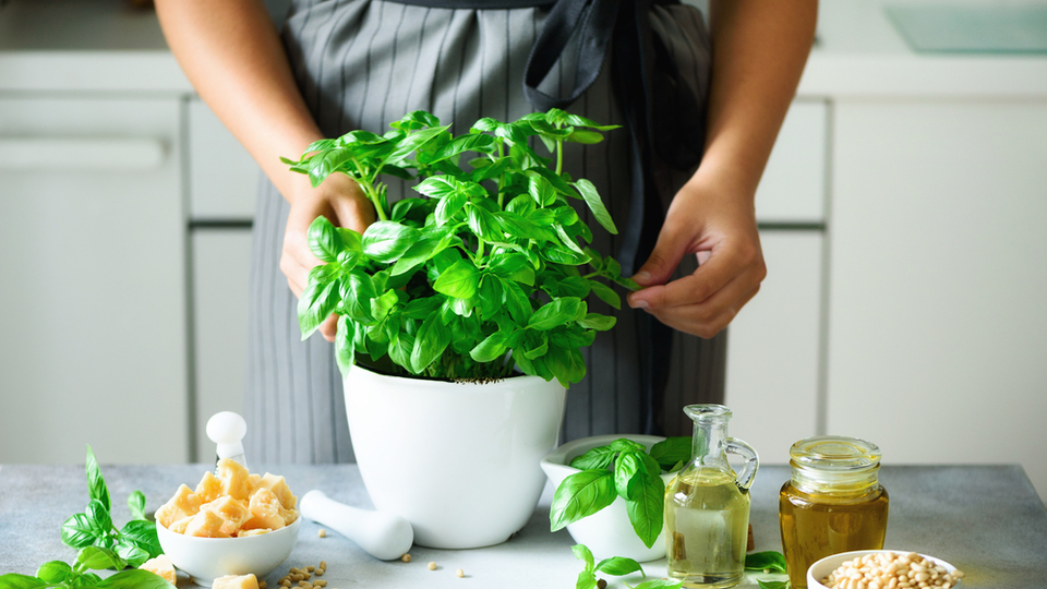 Reyhan bitkisinin faydaları