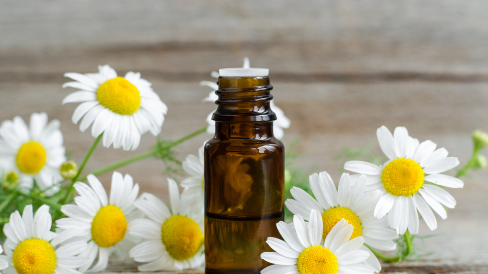 Papatya yağının faydaları