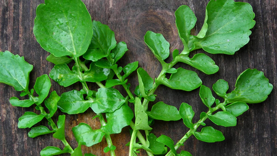 Tere otunun faydaları