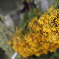 Kantaron otu faydaları