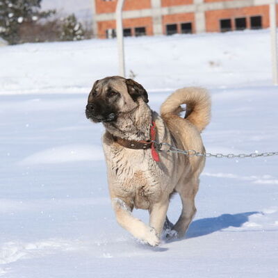 Kangal köpeklerinin şaşırtan özelliği!