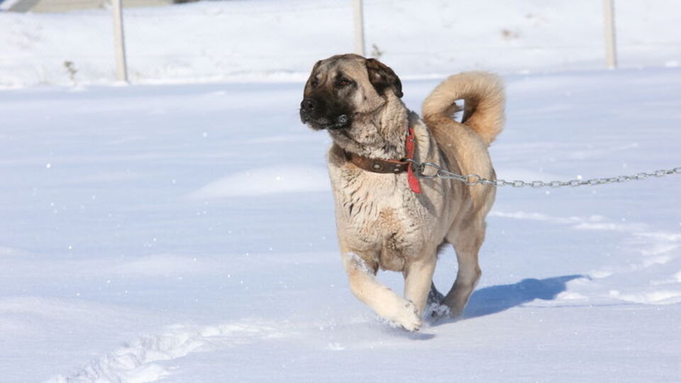 Kangal köpeklerinin şaşırtan özelliği!