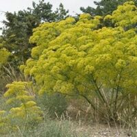 Çakşır otunun faydaları