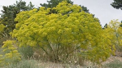 Çakşır otunun faydaları