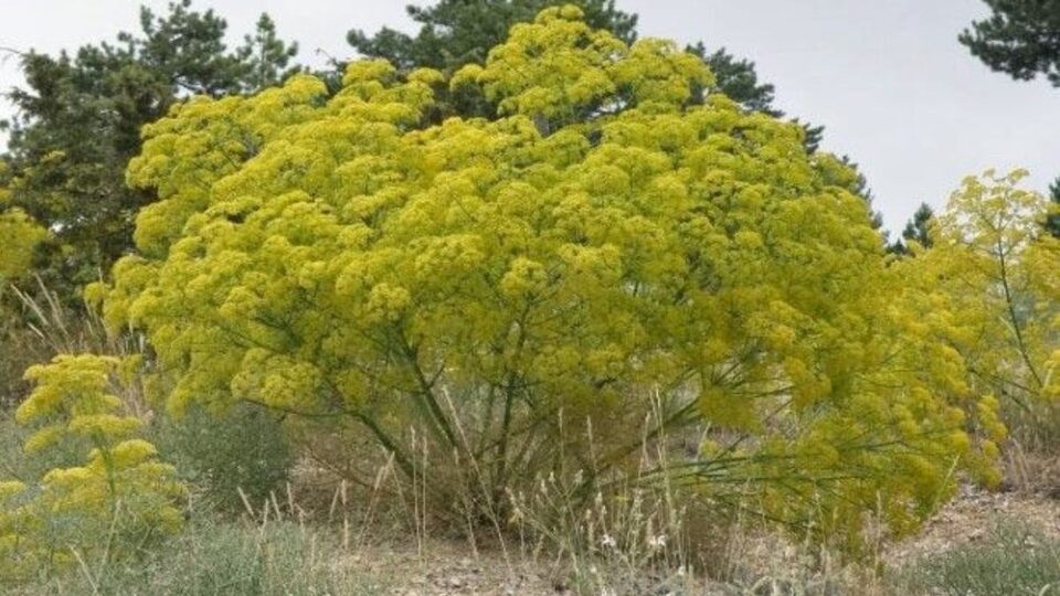 Çakşır otunun faydaları