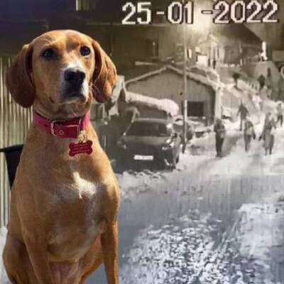 Köpeğini gezdiriyordu, açık kablo öldürdü