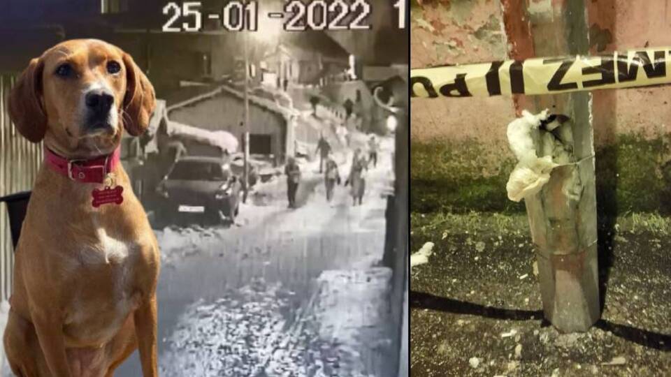 Köpeğini gezdiriyordu, açık kablo öldürdü