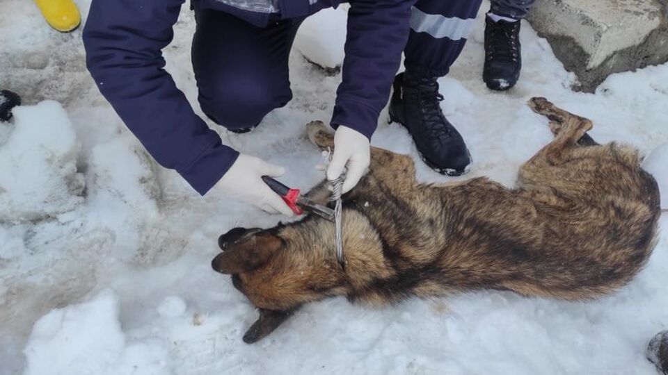 Elektrik telleriyle bağlanarak ölüme terk edildiler!