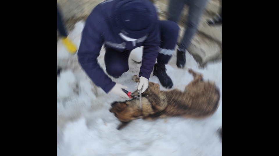 Korkunç olay! Elektrik teliyle bağlı bulundular