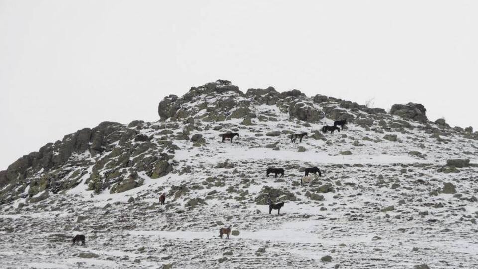 Karlar altında yiyecek ararken görüntülendiler