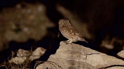 Araziyi araştırırken fark ettiler! İlk kez görüntülendi