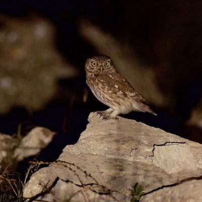 Araziyi araştırırken fark ettiler! İlk kez görüntülendi