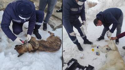 Yürekler sızlamıştı, o köpeklerden sevindiren haber!