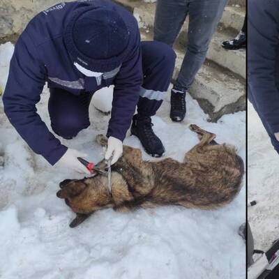 Yürekler sızlamıştı, o köpeklerden sevindiren haber!