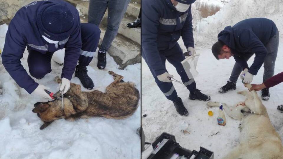 Yürekler sızlamıştı, o köpeklerden sevindiren haber!