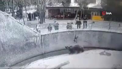 Şoke eden olay: Anne 3 yaşındaki kızını ayının yanına attı!