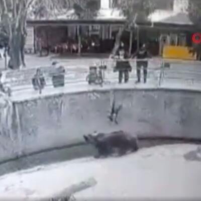 Şoke eden olay: Anne 3 yaşındaki kızını ayının yanına attı!