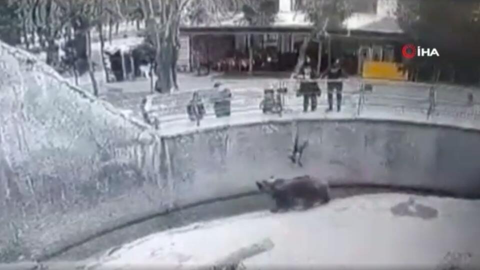 Şoke eden olay: Anne 3 yaşındaki kızını ayının yanına attı!