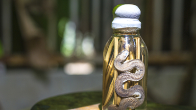 Yılan yağının faydaları