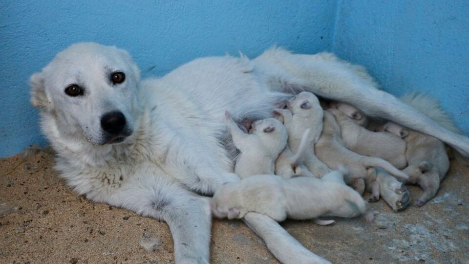 En iyi sürü bekçi köpeğinden bu yıl 150 yavru bekleniyor