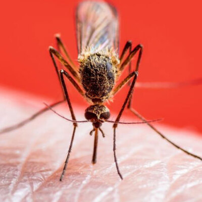 Sivrisinekler en çok bu renkleri giyenleri ısırıyor