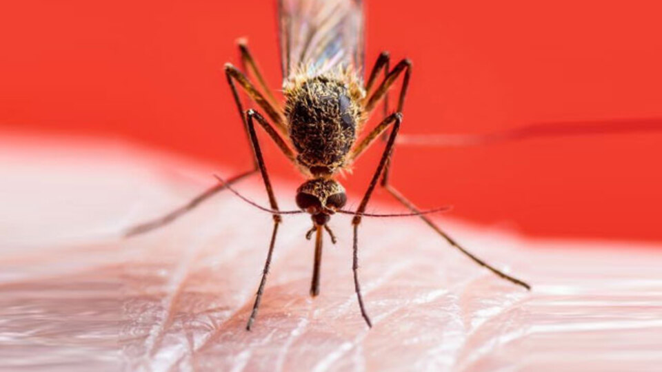 Sivrisinekler en çok bu renkleri giyenleri ısırıyor