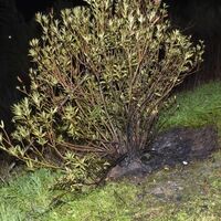 Valizin içinden çıkan cansız bedenle ilgili 3 tutuklama