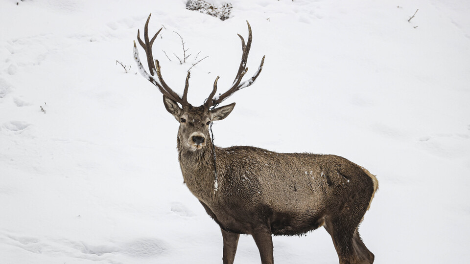Baskın varyant geyiklerde de görüldü