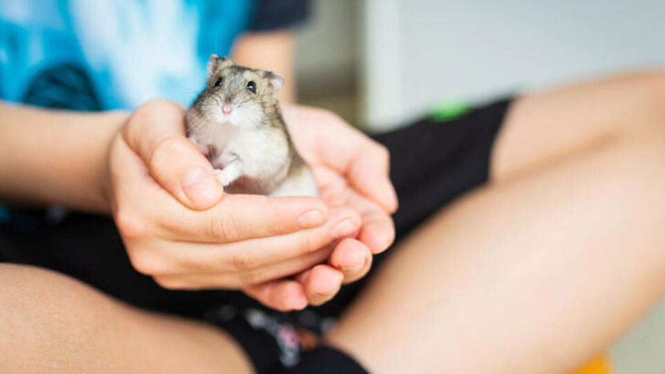 Hamsterlardan insanlara Covid-19 virüsü bulaştı