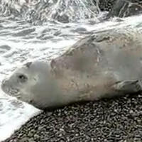 Hatay'da görüldüler! Dünyada 700 tane kaldı