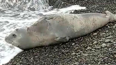 Hatay'da görüldüler! Dünyada 700 tane kaldı