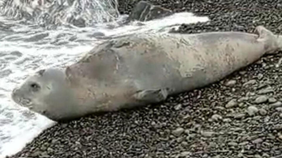 Hatay'da görüldüler! Dünyada 700 tane kaldı