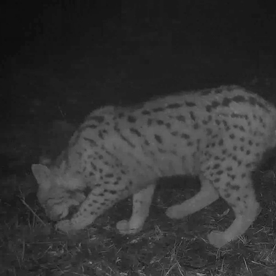 Fotokapana yakalandı... Kırmızı listede!