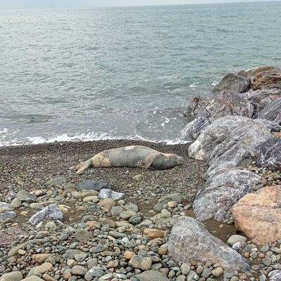 Hatay'da karaya çıkmıştı... Görürseniz bunu yapmayın!