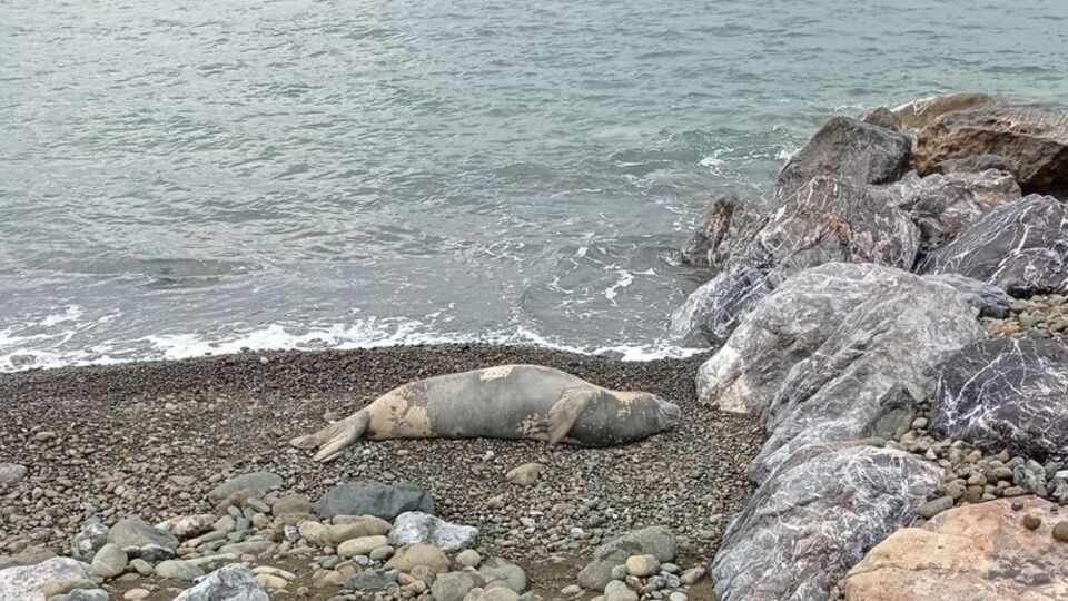 Hatay'da karaya çıkmıştı... Görürseniz bunu yapmayın!