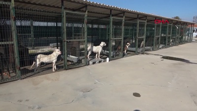 Sokağa terk edilmişlerdi! Barınakta acı görüntü